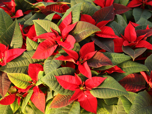 Красные цветы Молочай красивейший  с зелеными листьями