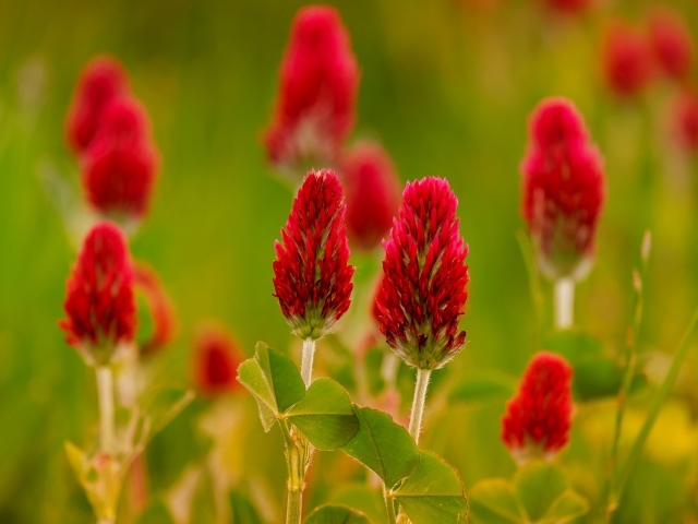 Красные цветы полевого клевера