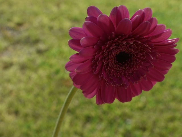 Красная гербера крупным планом