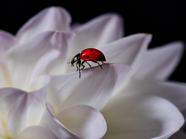 Красная божья коровка сидит на белом цветке георгина