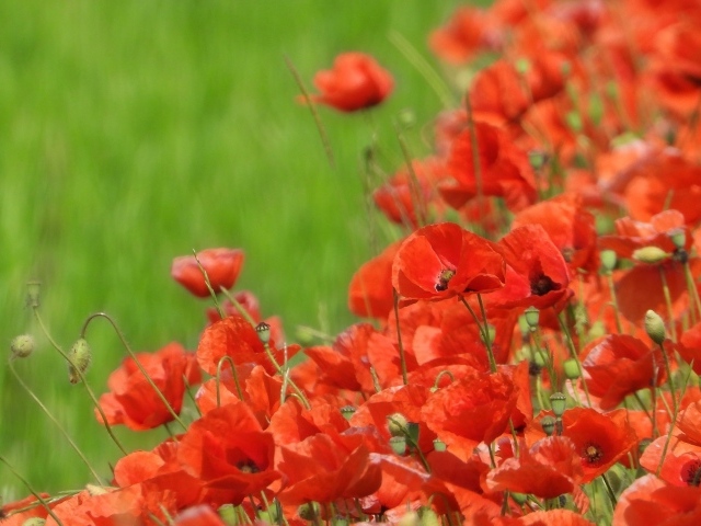 Красные маки на поле в зеленой траве летом