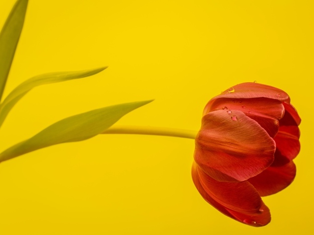 Красный тюльпан на желтом фоне