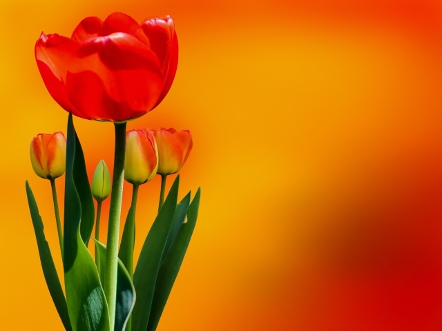 Красный тюльпан с бутонами на оранжевом фоне
