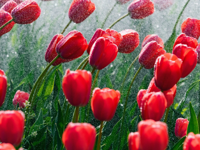 Красные тюльпаны на клумбе под дождем