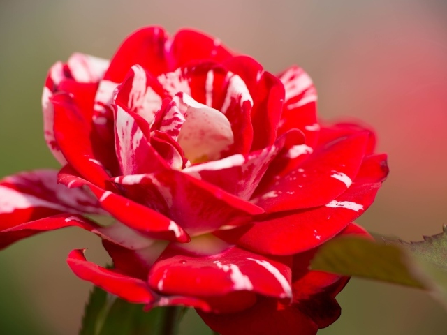 Красный с белым цветок розы крупным планом