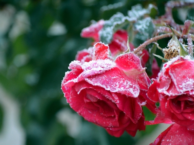 Красные увядшие розы в холодном инее 
