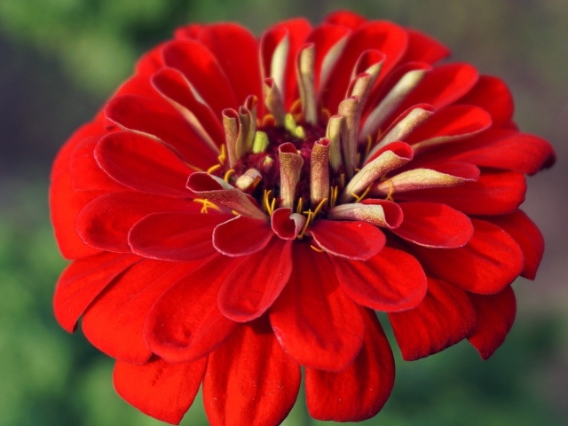 Красный цветок цинния крупным планом