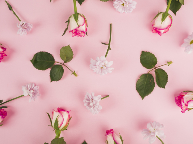 Розы с листьями и цветами хризантемы на розовом фоне