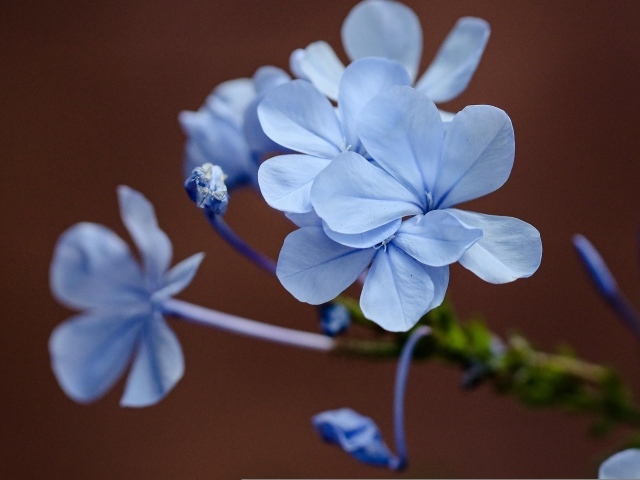 Мелкие голубые цветы крупным планом