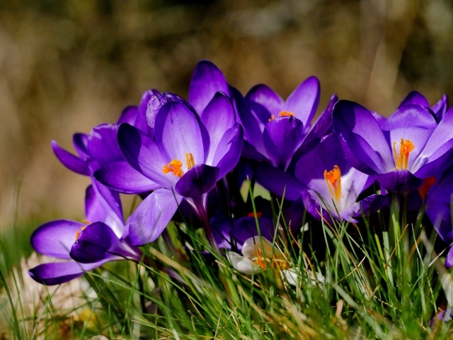 Маленькие сиреневые крокусы в зеленой траве