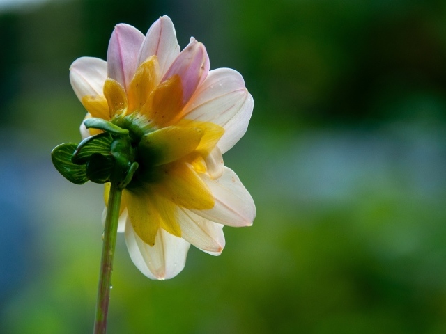 Маленький розовый цветок георгина