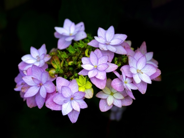 Мелкие розовые цветы на черном фоне