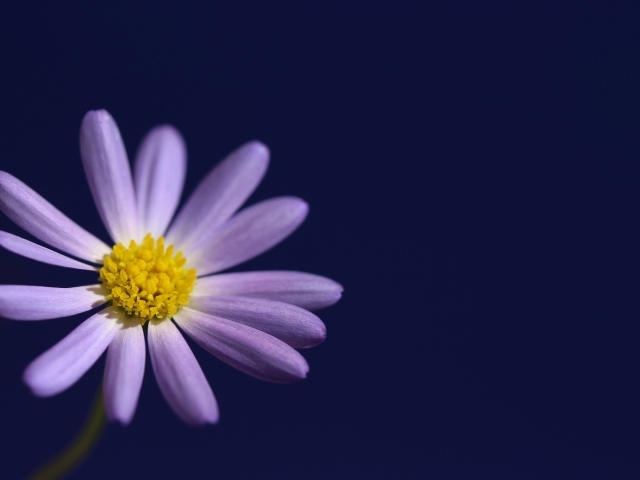 Маленький белый цветок ромашки на синем фоне