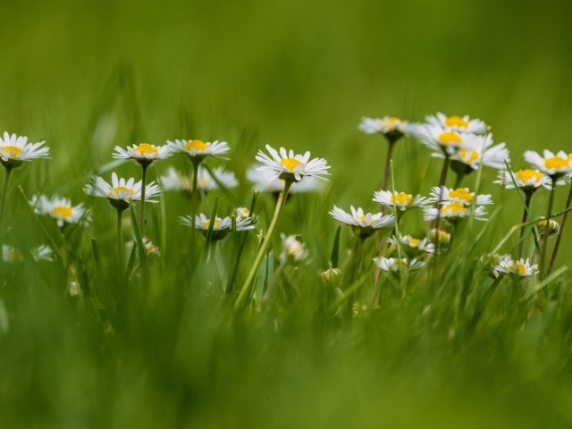 Маленькие белые ромашки в зеленой траве