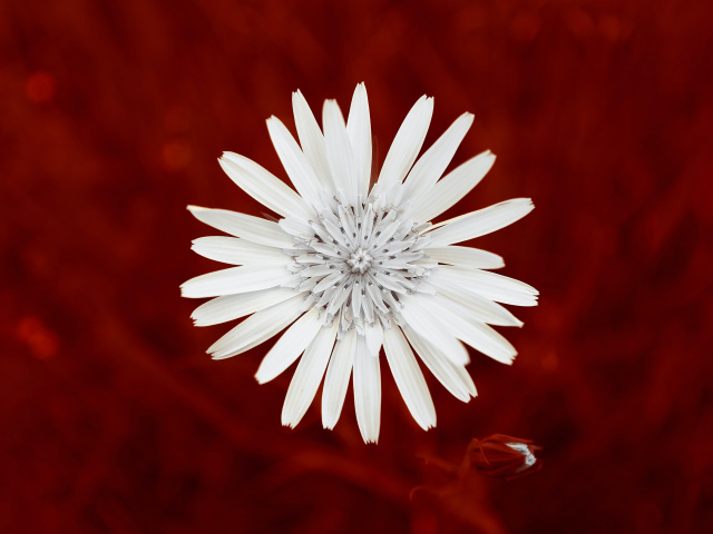 Маленький белый цветок на красном фоне