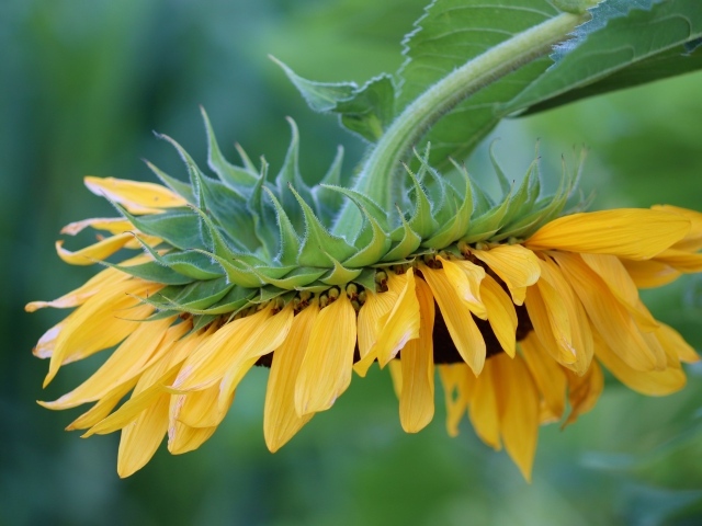 Подсолнух с желтыми лепестками опустился к земле