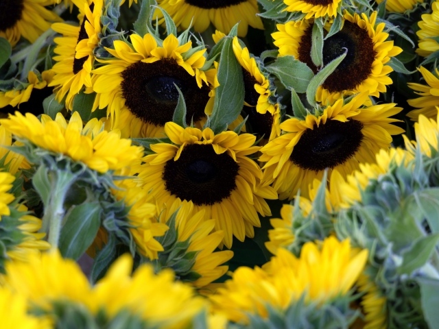 Подсолнухи цветут на поле летом