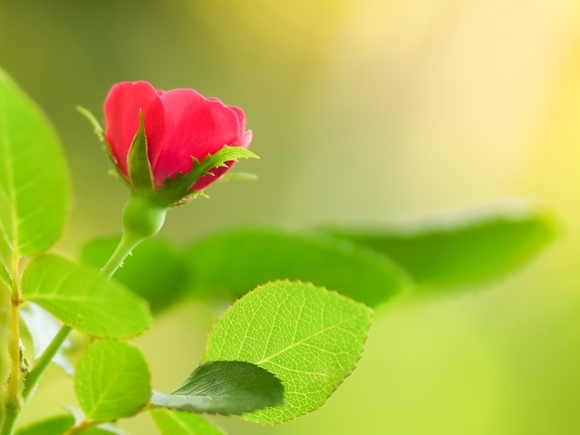 Нежная маленькая розовая роза с зелеными листьями