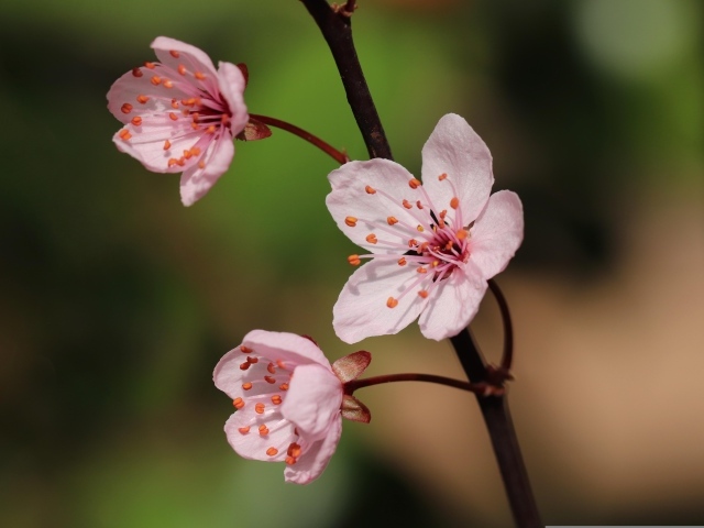 Три розовых цветка на ветке весной