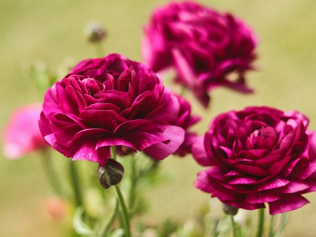 Три красных цветка лютика с бутонами