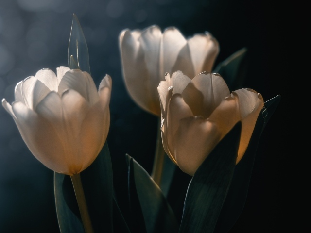 Три белых тюльпана с зелеными листьями  на черном фоне