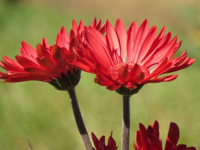 Два красивых красных цветка крупным планом