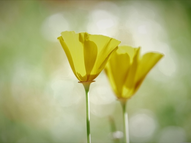 Два нежных желтых цветка эшшольции 