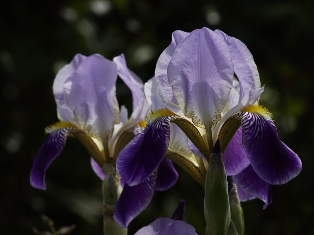 Два цветка ириса на клумбе