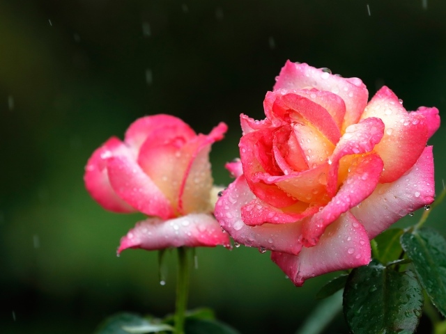 Две розовые розы под дождем