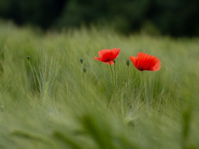 Два красных мака в зеленой пшенице