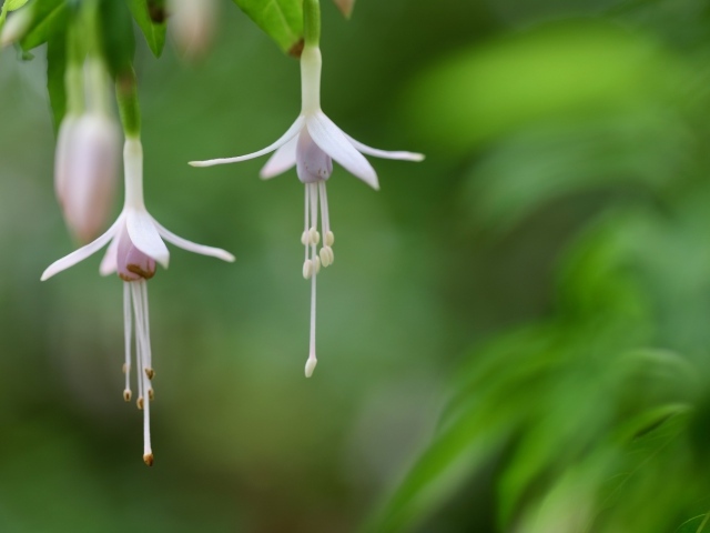 Два маленьких цветка фуксии 