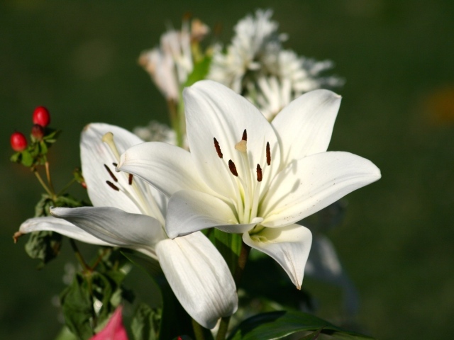 Две белые лилии крупным планом на клумбе