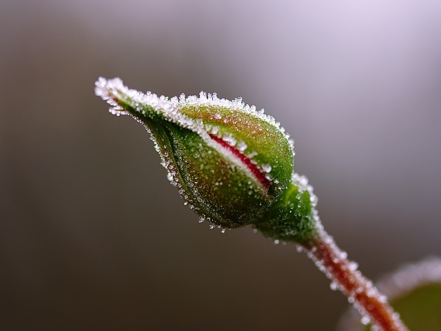 Нераспустившийся бутон розы в инее