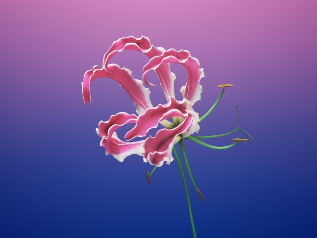 Необычная розовая лилия на синем фоне