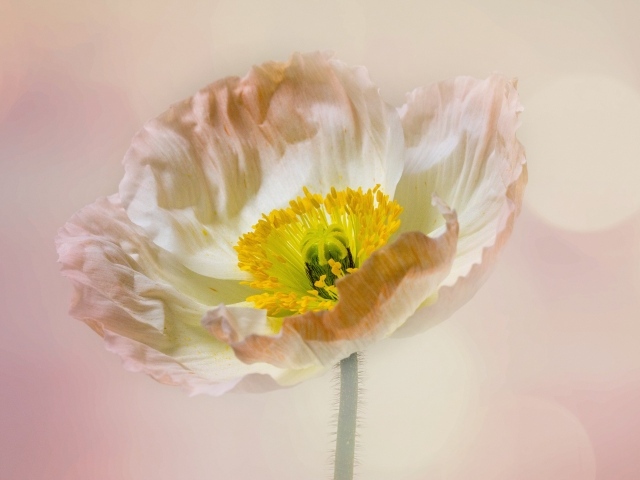 Необыкновенный цветок мака на розовом фоне