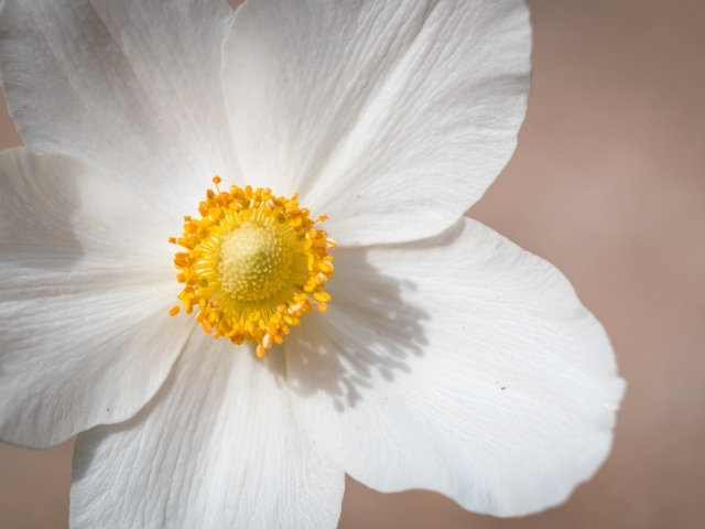 Белый цветок анемоны крупным планом