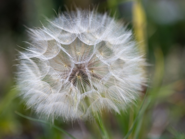 Белый красивый одуванчик крупным планом