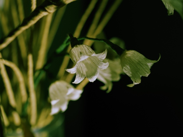 Белые цветы колокольчика крупным планом