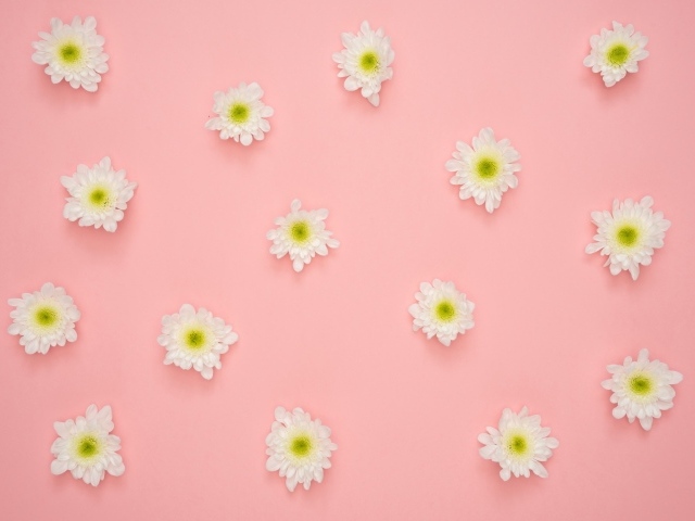 Белые цветы хризантемы на розовом фоне