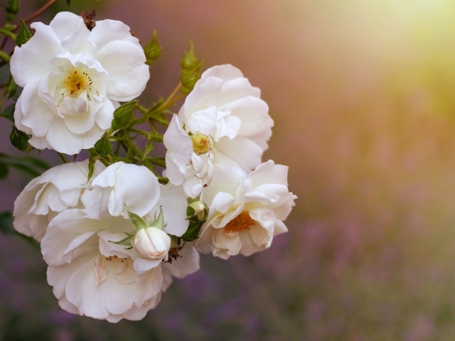 Белые цветы вьющейся розы