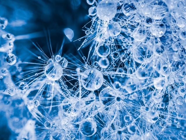 Покрытый каплями воды белый цветок одуванчика