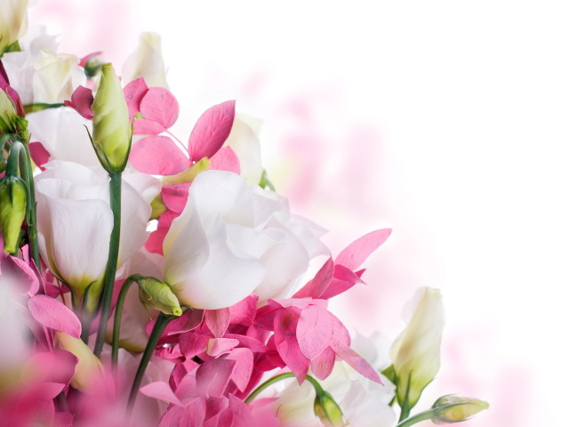 Белые цветы эустомы и розовые цветы