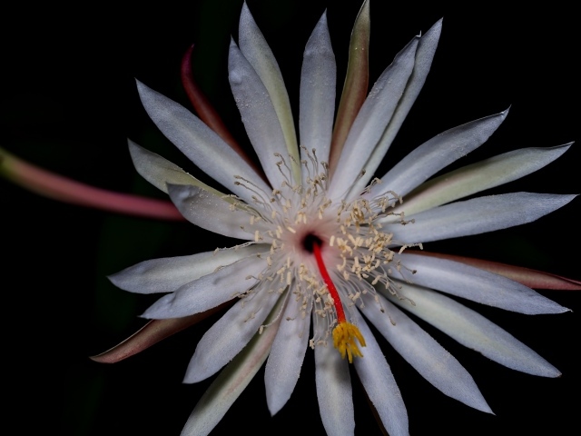 Белый экзотический цветок кактуса