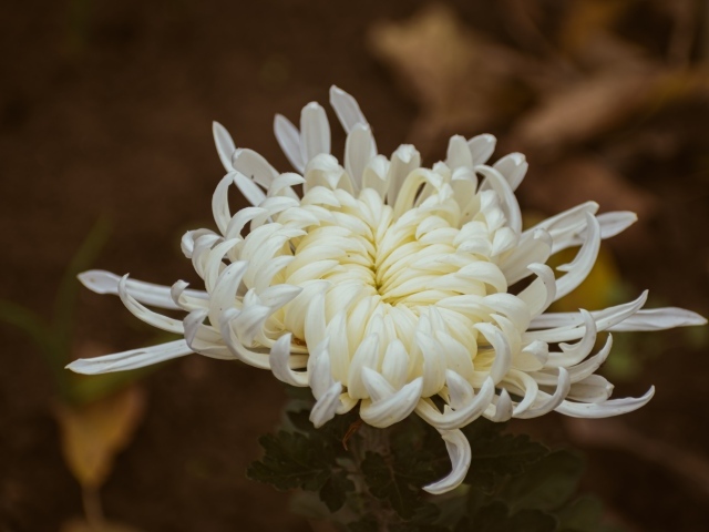 Белый цветок садовой хризантемы вблизи