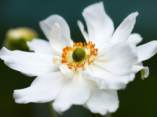 Белый крупный цветок анемоны в саду