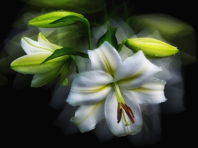 Белый цветок лилии с бутонами в каплях росы