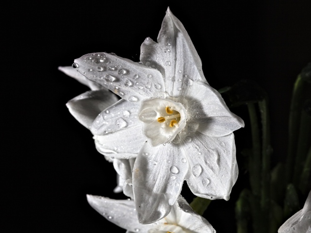 Белый цветок нарцисса в каплях росы