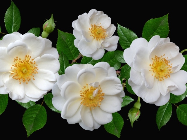 Белые парковые розы с бутонами на черном фоне