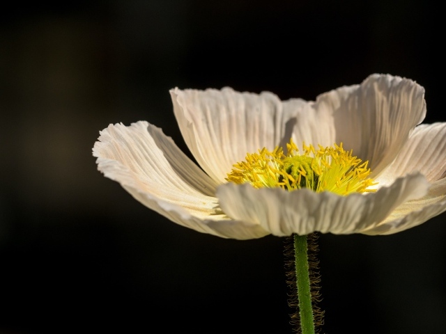 Белый цветок мака крупным планом