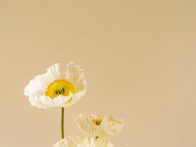 Белые цветы мака на бежевом фоне